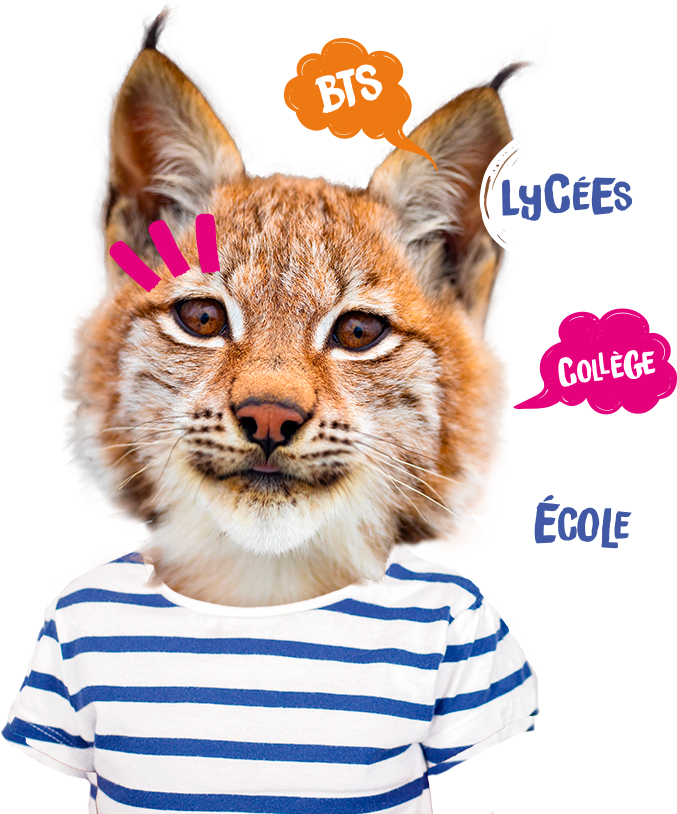 Petit lynx avec une mariniére et des bulles pour présenter la scolarité de l'école au BTS